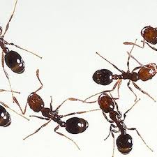  after comparing prices and reviews from several different companies in columbus, i chose central ohio bug. Discreet Pest Control Pest Control 666 Allen Ave Cincinnati Oh Phone Number