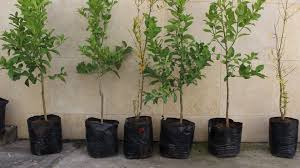 South african npo for food security, environmental sustainability, and greening. Fruit Trees Great Charity Gifts Muslim Hands South Africa