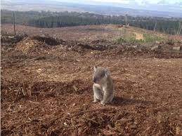 The Dire Consequences Of Human Activity On The Environment In 2020 Haunting Photos Animals Deforestation