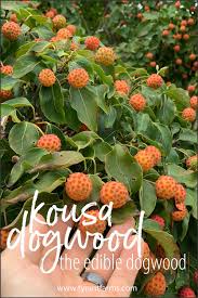 Propagating cacti by diving the offsets is a vegetative form of propagation. Asian Kousa Dogwoods Cornus Kousa Are A Beautiful Tree That Also Produce A Tasty Edible Fruit H Dogwood Tree Landscaping Dogwood Berries Kousa Dogwood Fruit