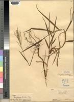 Image result for Digitaria appropinquata