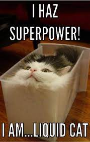 Funny cat memes and dog memes are common in pets, and people love to have them around. New Hot Funniest Cat Memes To Welcome 2020 Funny Animal Jokes Cute Animal Memes Funny Animal Quotes