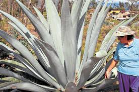 El Telégrafo - Noticias del Ecuador y del mundo - El tequila hecho ...