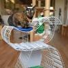 Story image for Best Pet Supplies Cat Supplies Cat Litter Boxes For Sale from The Straits Times