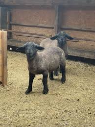 Maybe you would like to learn more about one of these? Ferma De Oi Suffolk Posts Facebook