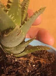 I'd remove it from the soil and rinse off all the soil, then cut off all the rotten parts, and let it dry for a day in the shade. Why Are The Bottom Leaves Of My Aloe Vera Dying Gardener Report