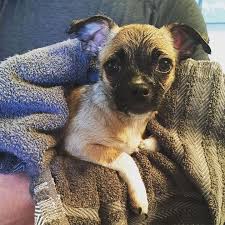 Pin On Small Dogs Daily