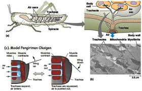 Sistem Pernafasan Apa Itu Sistem Pernafasan Mejakita