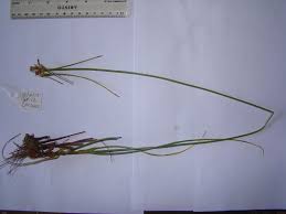 Image result for Cyperus niveus