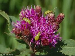 Image result for Vernonia stenocephala