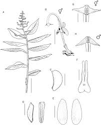 ➤ discounted room rates at bei hai dao in yilan, taiwan. A Taxonomic Revision Of Globba Sect Nudae Subsect Mediocalcaratae Zingiberaceae Edinburgh Journal Of Botany Cambridge Core