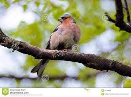 Gouldian finch, vogel, bunt, fink, bildschirmhintergrund. Chaffinch Vogel Wilde Vogel Im Sommer Stockfoto Bild Von Birdwatch Makro 61289088
