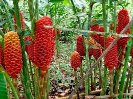 Maybe you would like to learn more about one of these? The Glorious Flowers Of Costa Rica An Ecocostarica Photo Essay