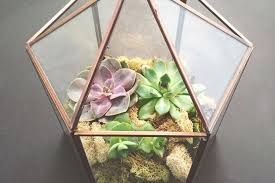 Ikuti langkah berikut untuk menciptakan terrarium sendiri. 5 Kesalahan Yang Membuat Terrarium Mati Halaman All Kompas Com