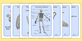 Human bones tier list maker. Human Skeleton Pictures With Names Display Posters