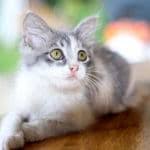 My Cat Has Started Walking In Circles Bechewy