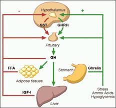 Draw a labelled diagram of male reproductive system. Normal Physiology Of Growth Hormone In Adults Endotext Ncbi Bookshelf