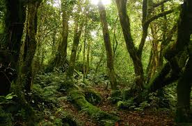 Image result for Mohria lepigera