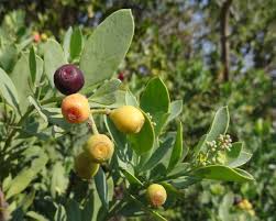 Image result for Osyris compressa