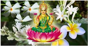Tuberose flowers tuberose flowers tuberose are beautiful and functional flowers that come in both double and single bloom varieties. Just Plant These Flowers In Your House Courtyard Will Wipe Out All The Sorrows In Your Life Newstrack English 1