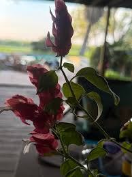 Image result for Justicia incana