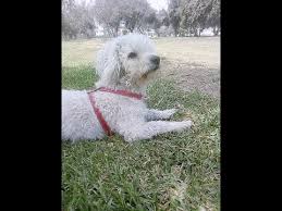 Samuel Dog Youtube