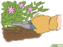 Clematis texensis 'duchess of albany'. 3 Ways To Prune Clematis Wikihow