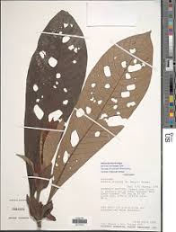 Image result for Sherbournia bignoniiflora