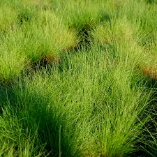 Image result for Deschampsia