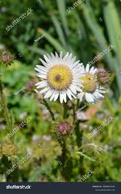 Image result for Berkheya