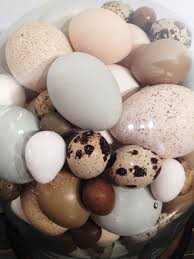 Bird Eggs For Sale Rare Victorian Collection Of Different Bird S Eggs Encased In A Glass Dome With Images Bird Eggs Decorative Objects