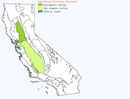 Image result for Limosella capensis