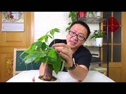 挺好的一盆发财树 看到这种枝条一定要剪掉 否则颜值就全毁了 坤哥玩花卉 youtube houseplants indoor edible flowers indoor plants