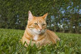 All About Red Tabby Cats
