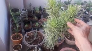 Image result for Senecio barbertonicus