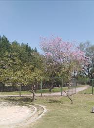 Maybe you would like to learn more about one of these? Spring Summer Flowering Trees Of Pakistan World Fusion Stories Fusionstories