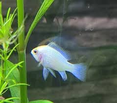 Aus tierdoku, der freien wissensdatenbank. Geschlecht Goldener Schmetterlingsbuntbarsch Flowgrow