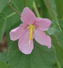 Image result for Kosteletzkya