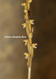 Image result for Hetaeria heterosepala