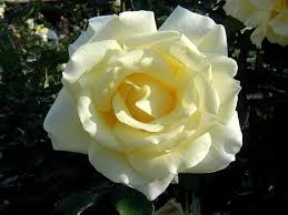 Rose plants are a beautiful addition to any home and can last for a very long time if you care for rose plants won't bloom if they don't get enough sunshine. How To Care For Indoor Mini Roses Miss Chen Garden Manage Gfinger Es La App De Jardineria Mas Profesional