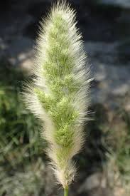 Image result for Polypogon