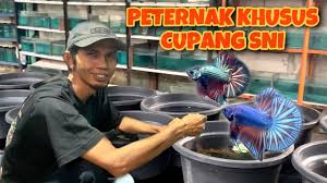 Sebelum memulai bisnis ikan cupang, ada baiknya untuk mengenali dan mengetahui berbagai jenis cupang jenis ini pertama kali dibudidayakan oleh seorang peternak cupang bernama a. Penjual Dan Peternak Ikan Cupang Kontes Sni Di Ciledug Youtube