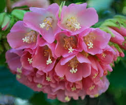 Image result for Dombeya burgessiae