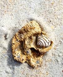 267 homes for sale in pawleys island, sc. Ocean Belle Treasures With Pawleys Island Shells Home Facebook