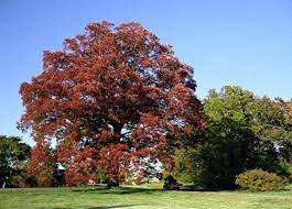 Swamp White Oak Tree In The Fall White Oak Tree Landscape Arbor Day Foundation