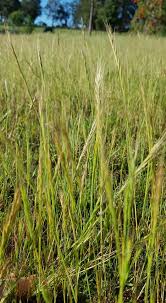 Image result for Pogonarthria