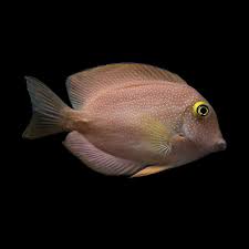 Image result for Oxyanthus strigosus