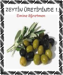Ege Bolgesini Taniyorum Kitabim Emine Ogretmen Zeytin Saglikli Gida
