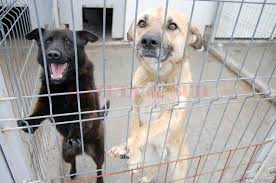 Curtea constitutionala ia in discutie, maine, sesizarea in cazul legii privind cainii fara stapan, care prevede eutanasierea in termen de 14 zile a cainilor comunitari ce nu sunt revendicati sau adoptati.camera deputatilor a adoptat, pe 10 septembrie, legea privind. PrimÄƒria Craiova A Reluat Eutanasierea Cainilor FÄƒrÄƒ StÄƒpan Gazeta De Sud