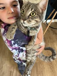 Found a friendly dog with airtag in Colwood home